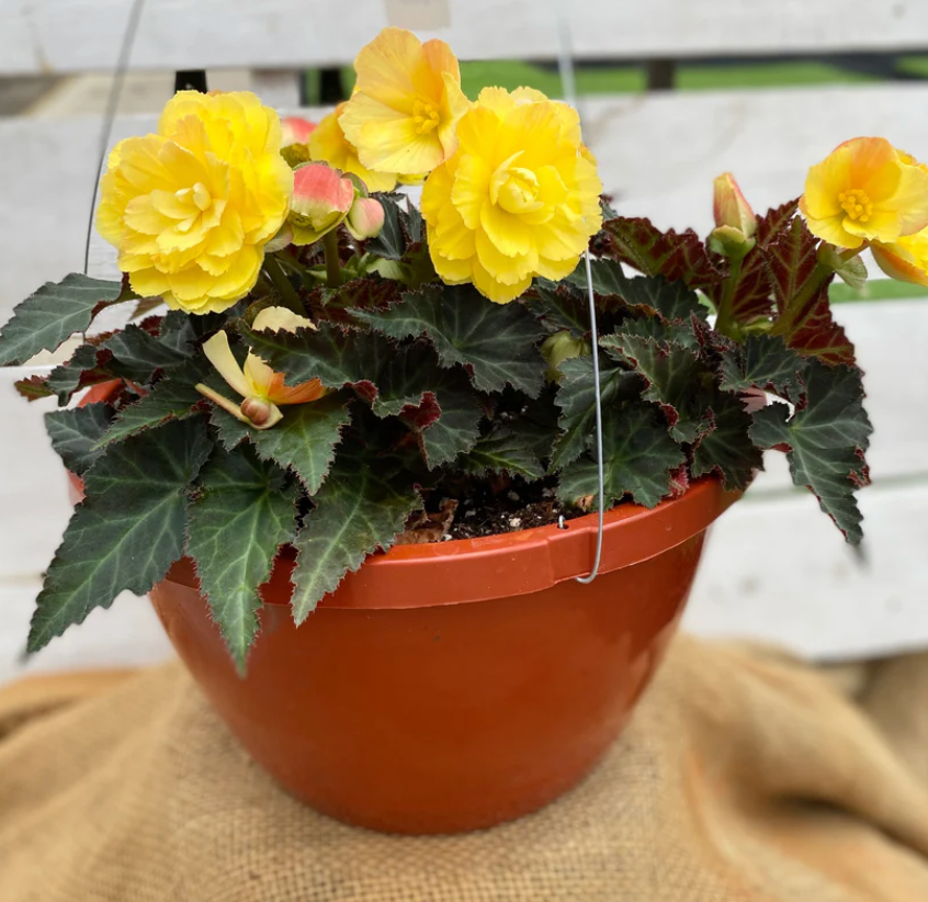 10" Begonia Hanging Basket