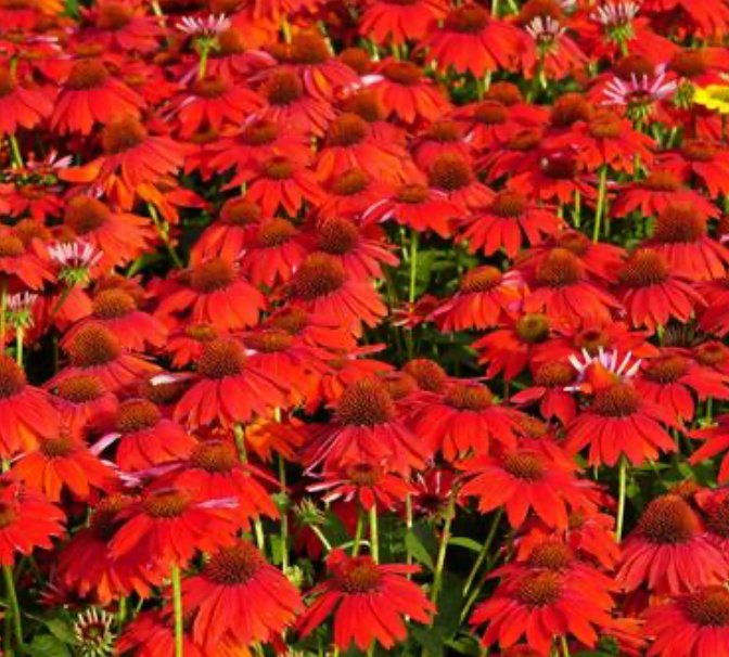 Coneflower Sombrero Salsa Red #1