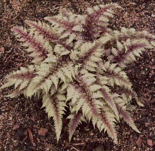 Athyrium Regal Red #1	Japanese Painted Fern
