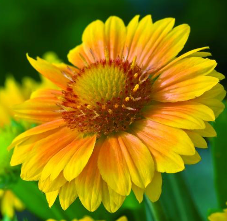 Gaillardia Arizona Apricot #1