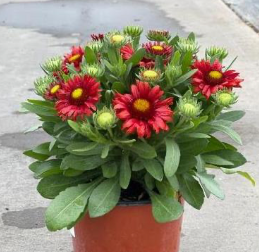 Gaillardia Arizona Red Shades #1