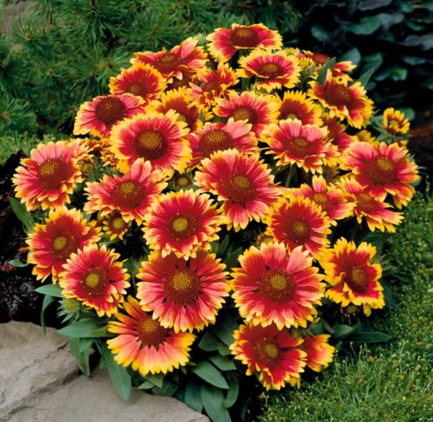 Gaillardia Arizona Sun #1