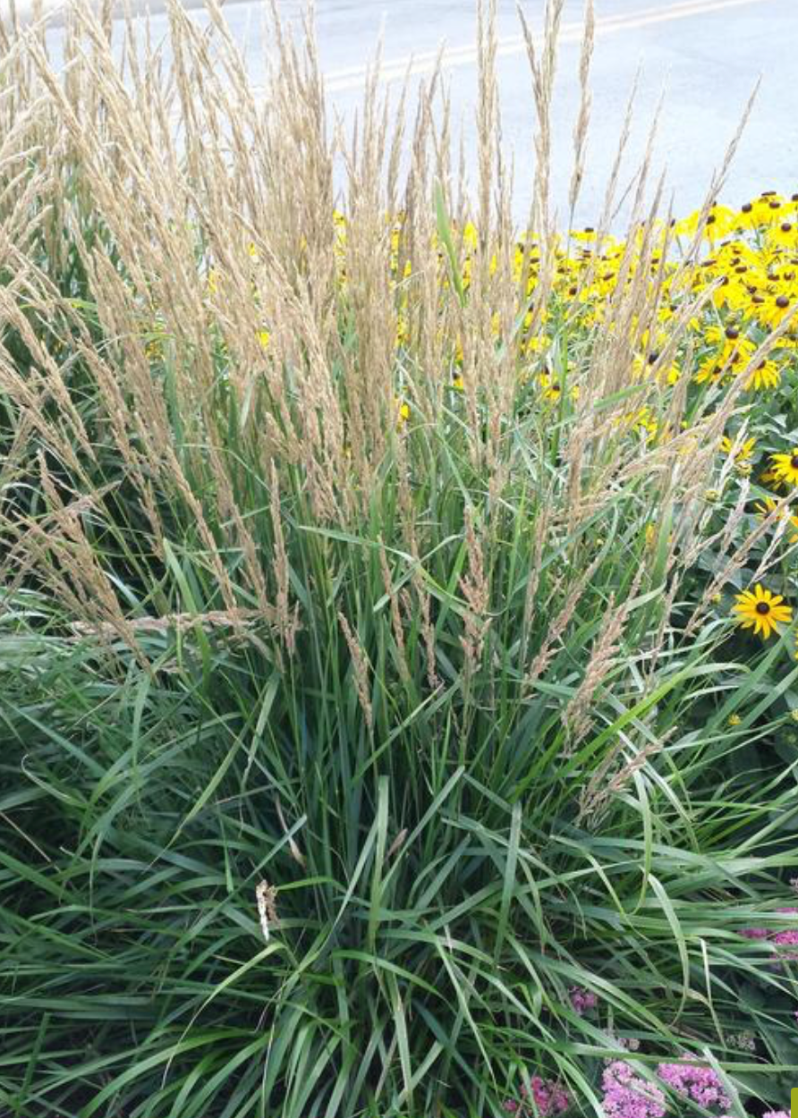 Calamagrostis Karl Forester #1