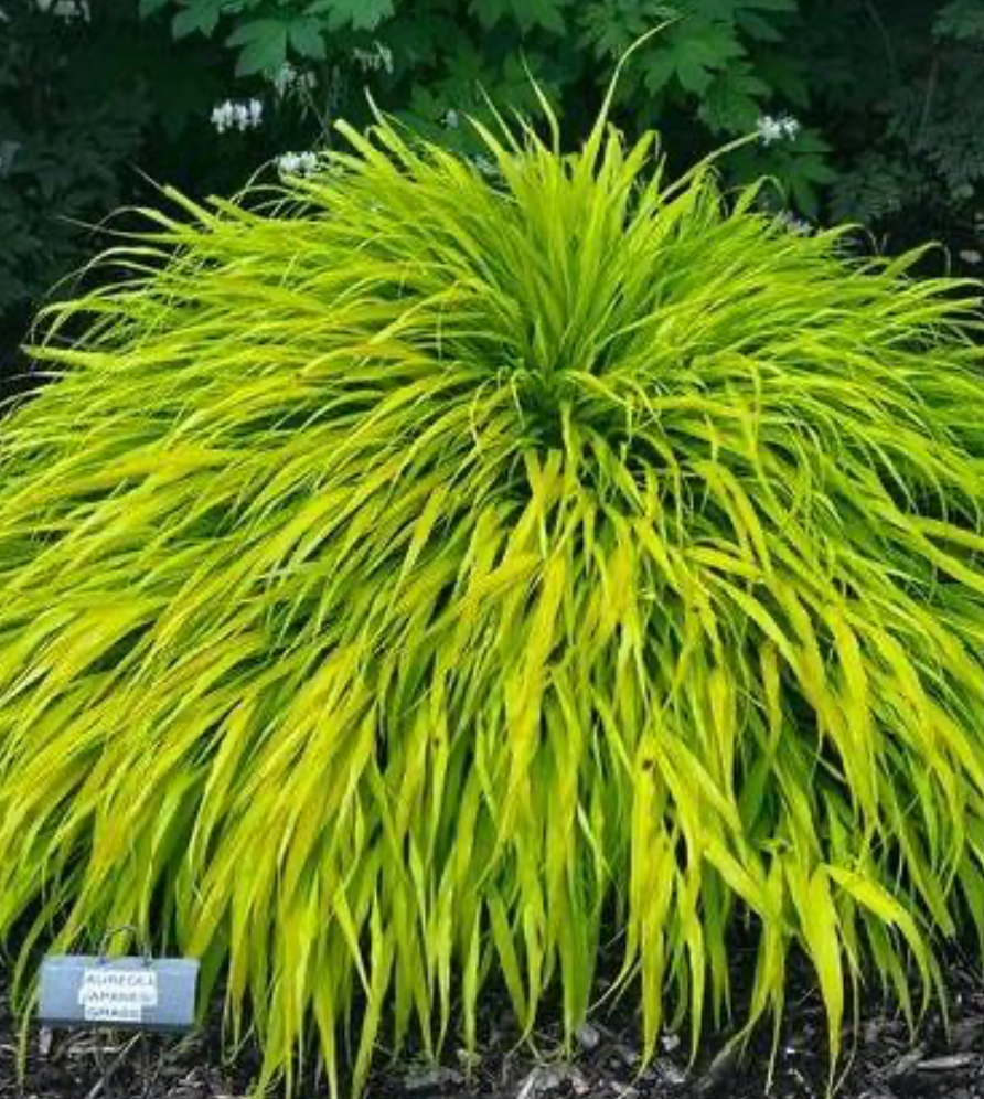 Hakonechloa All Gold #1 (Japanese Forrest Grass)