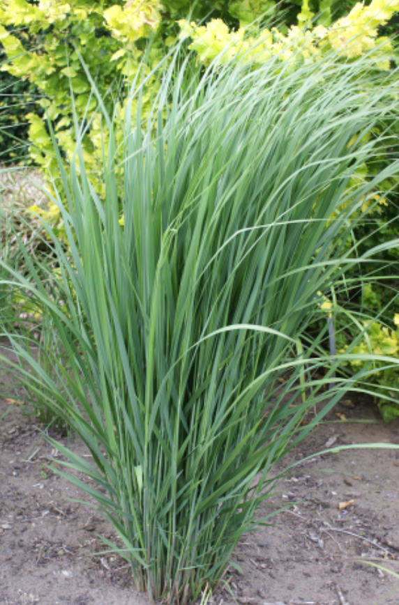 Panicum Northwind #1