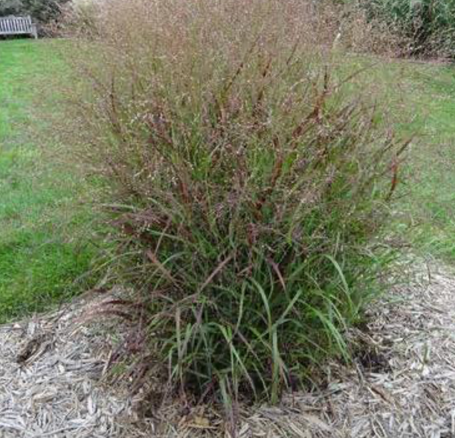 Panicum Shenandoah #1
