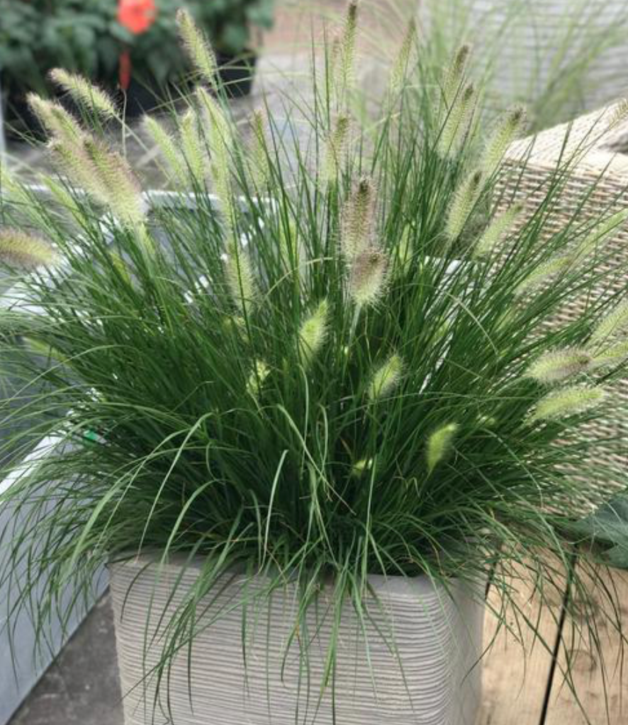 Pennisetum Hameln #1