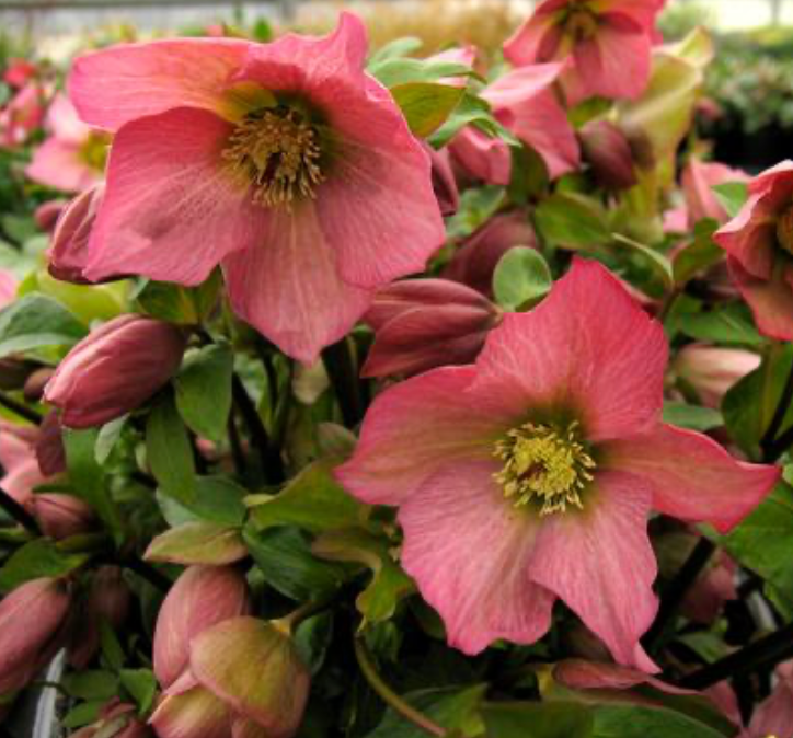 Helleborus Walberton's Rosemary #1