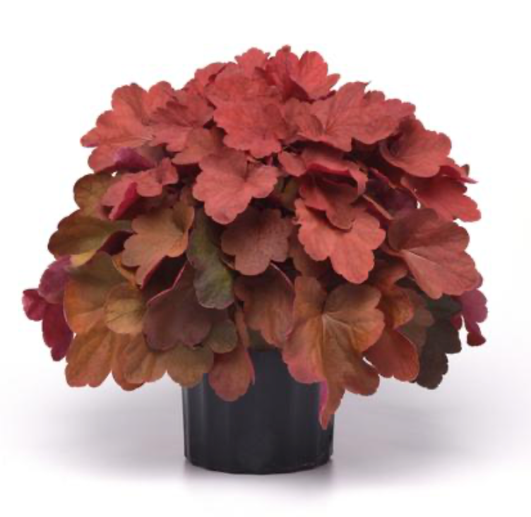 Heuchera Carnival Cinnamon Stick #1