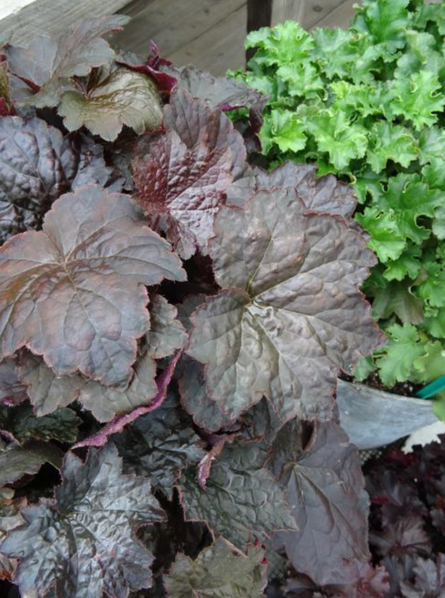 Heuchera Palace Purple #1