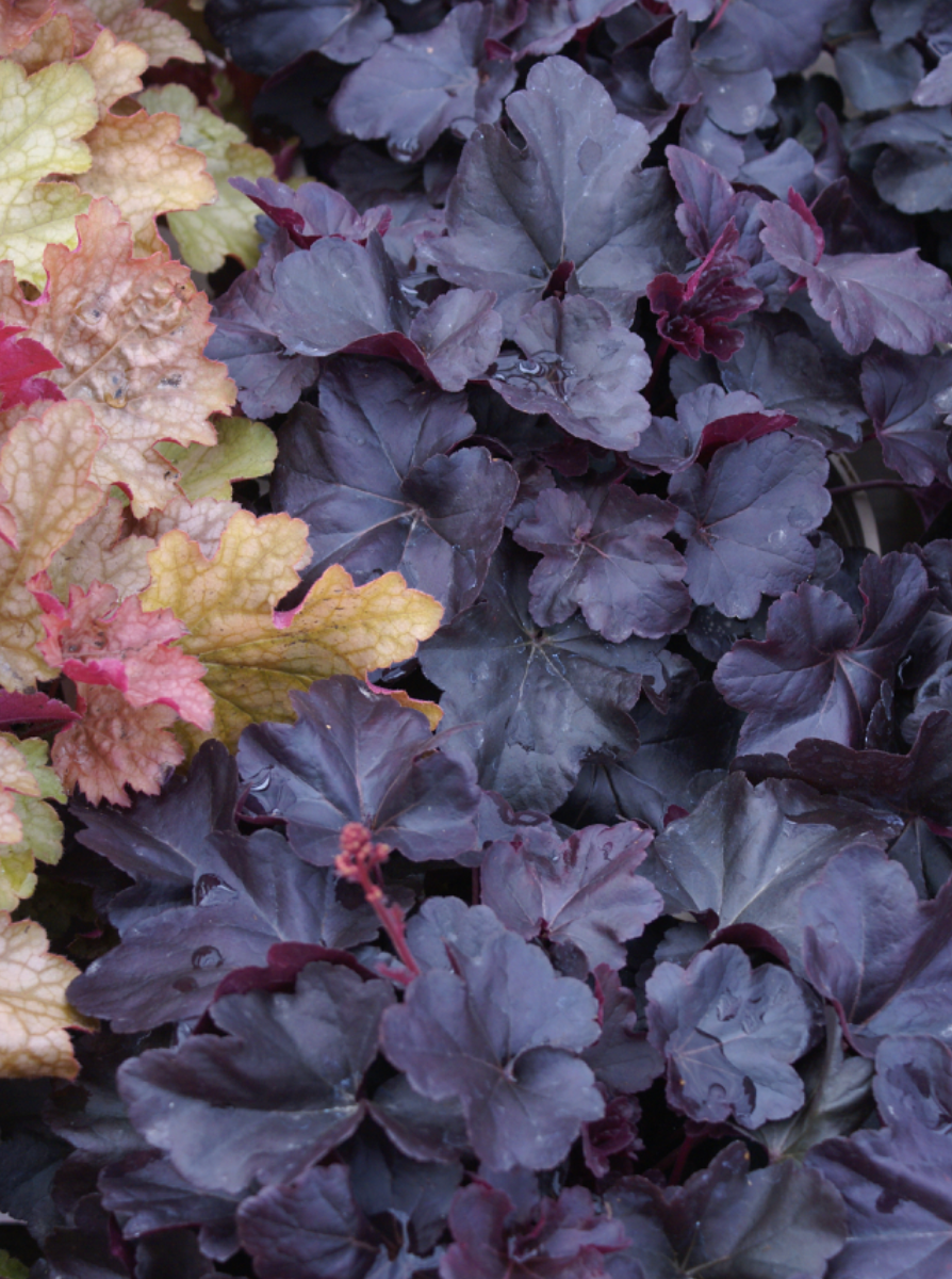 Heuchera Obsidian #1