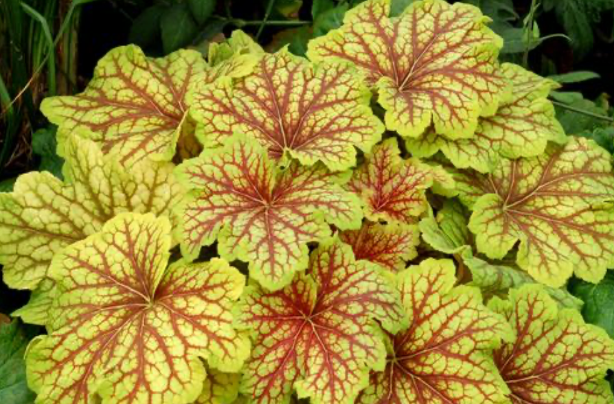 Heuchera Red Lightning #1