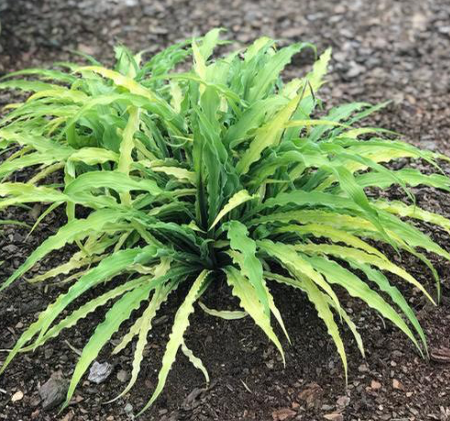 Hosta Curly Fries #1