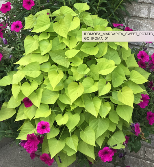 Sweet Potato Vine