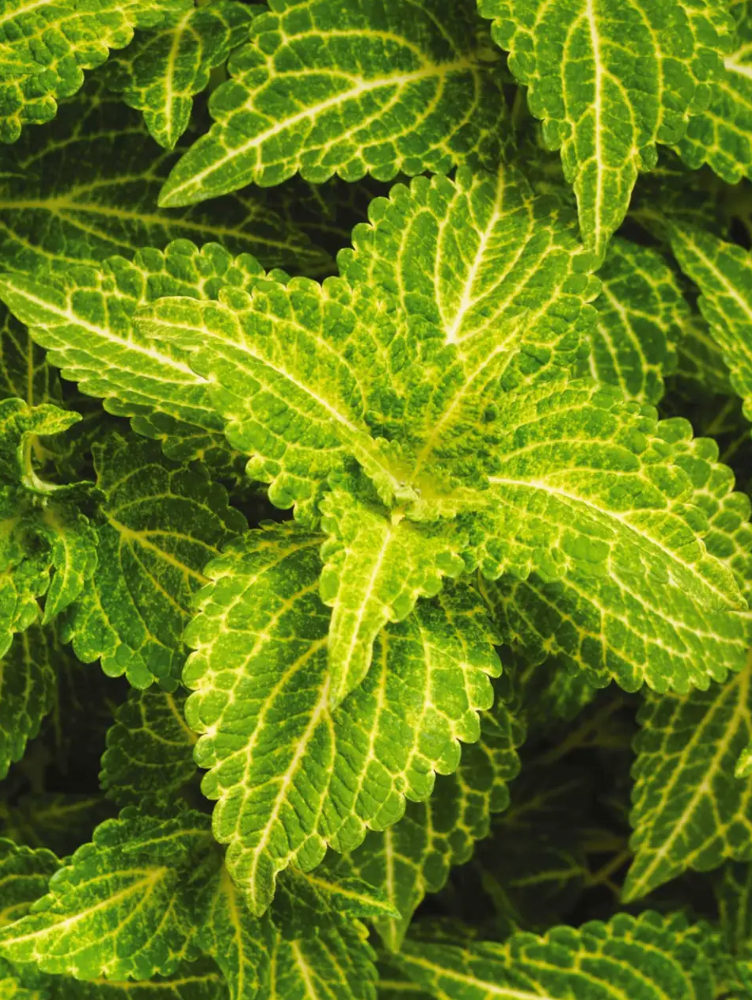 Electric Lime Coleus