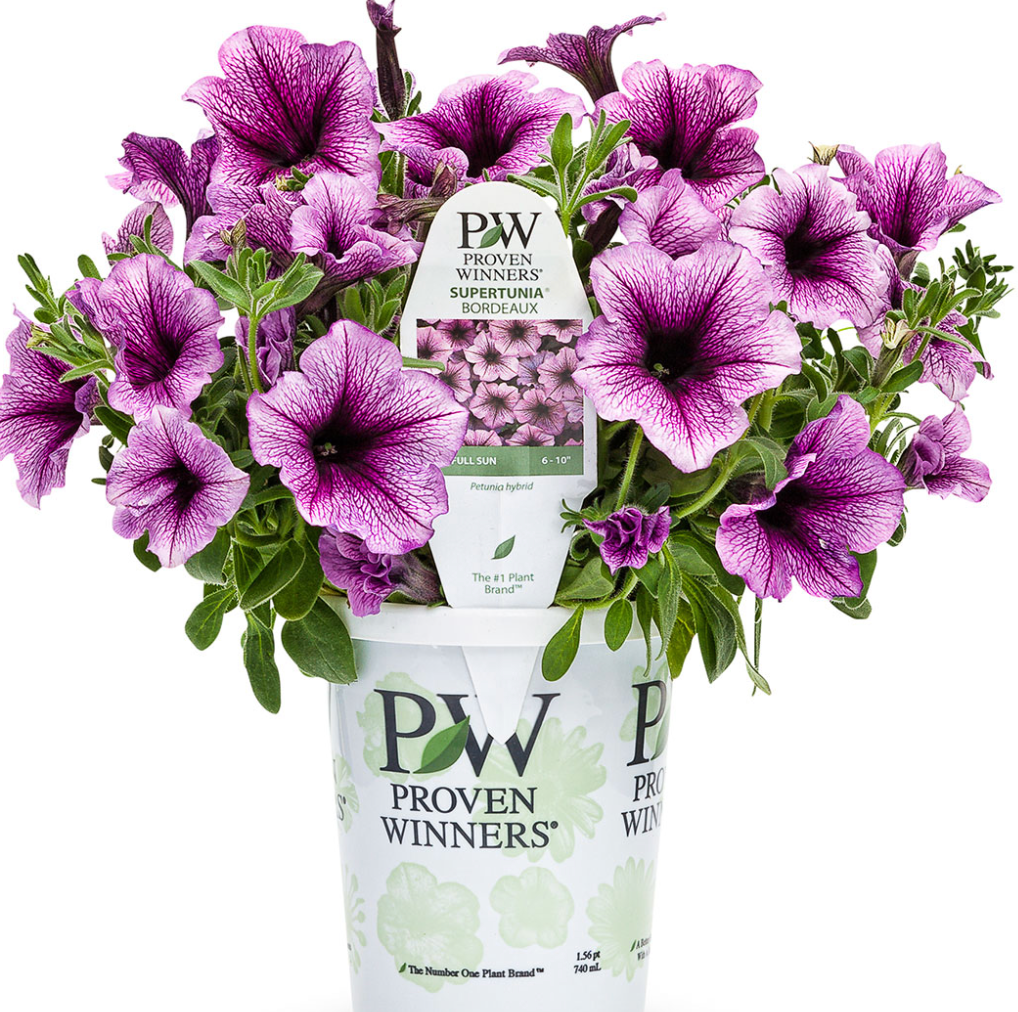 4” Premium Annuals