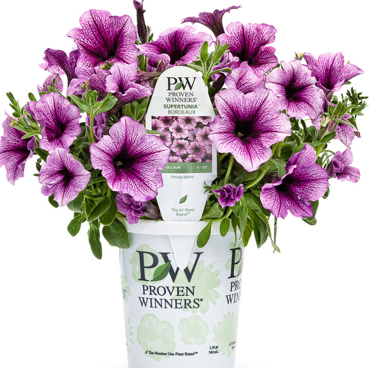 4” Premium Annuals