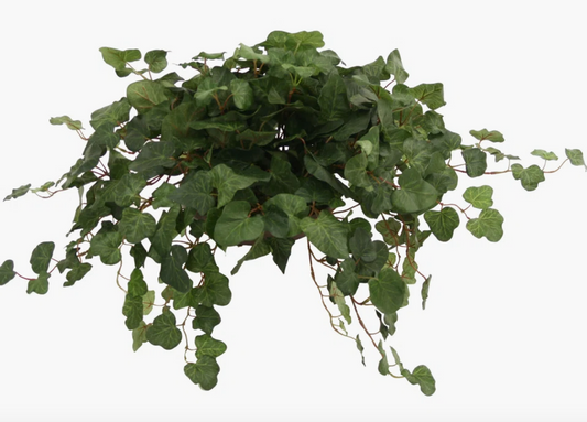 10" Swedish Ivy Hanging Basket