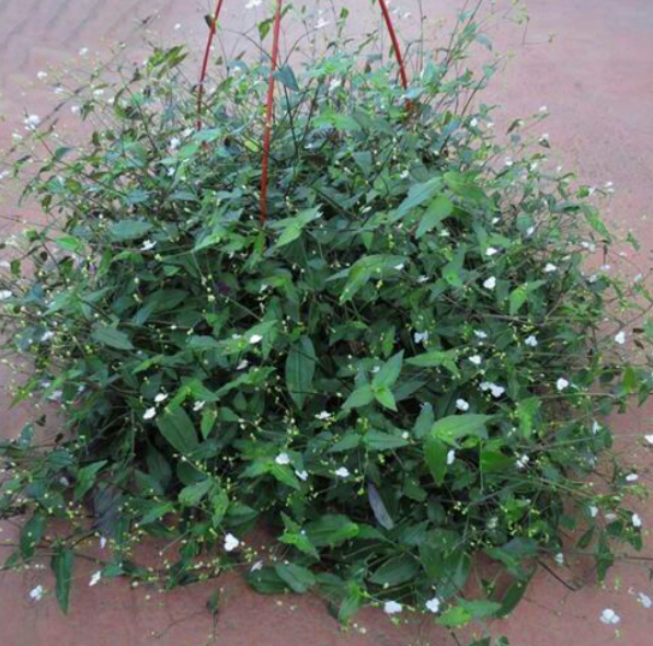 Bridal Veil Hanging Basket