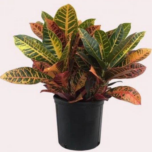 10" Croton Petra