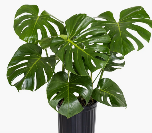 Split Leaf 8" Monstera