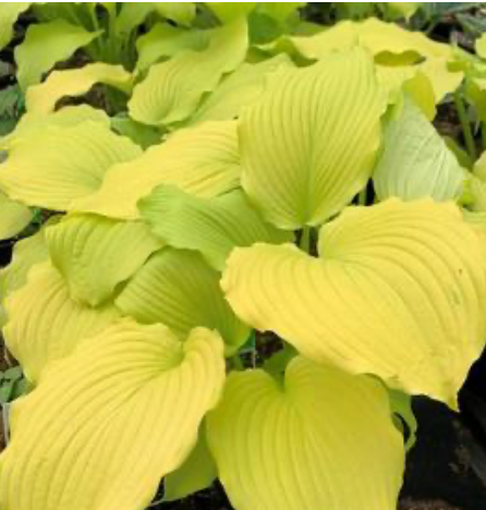 Hosta Dancing Queen #1