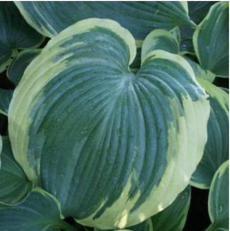Hosta Earth Angel #1