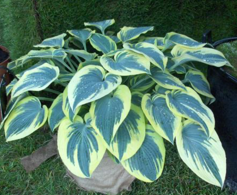 Hosta First Frost #1