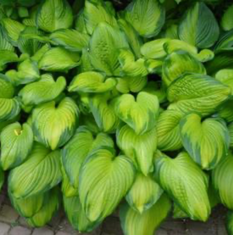 Hosta Guacamole #1
