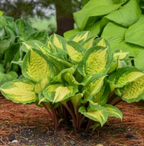 Hosta Island Breeze #1