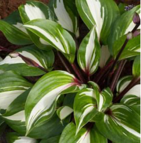 Hosta Raspberry Sundae #1