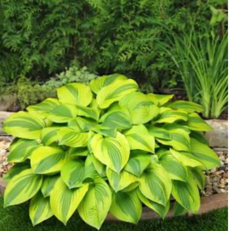 Hosta Velvet Moon #1