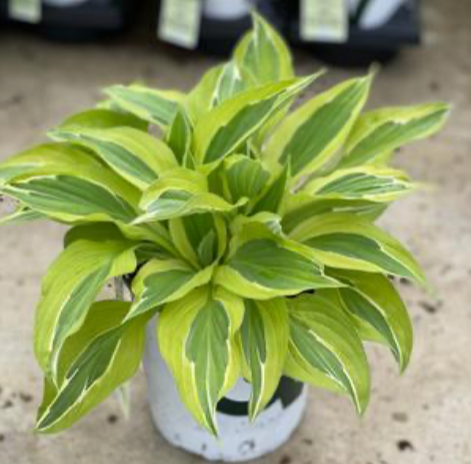 Hosta Yellow Polka Dot Bikini #1