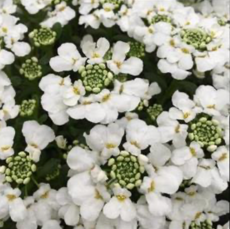 Iberis Sempervirens Snowsurfer Forte #1