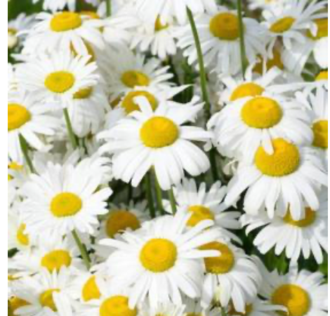 'Snow Lady' Shasta Daisy #1