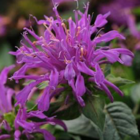Monarda didyma 'Balmy Lilac' #1