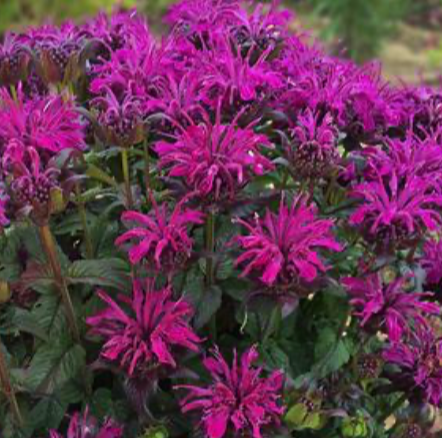 Monarda 'Sugar Buzz Rockin Raspberry' #1