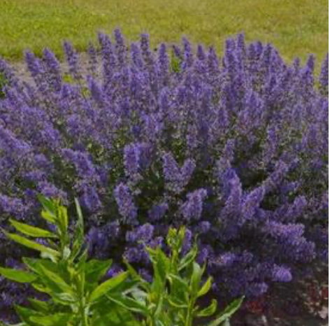 Nepta faassenii 'Junior Walker' #1