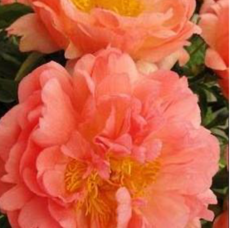 Peony Coral Sunset #1