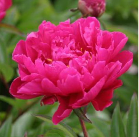 Peony Karl Rosenfield #1