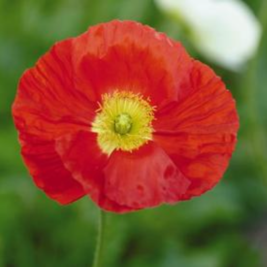 Papaver nudicaule 'Champagne Bubbles Scarlet' Poppy #1