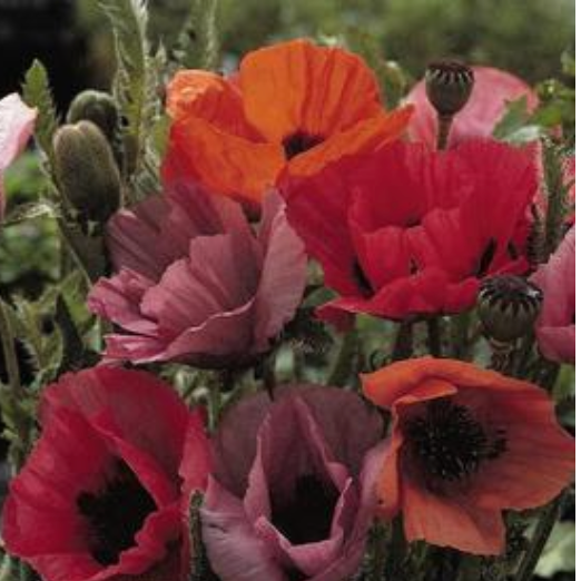 Papaver orientalis 'Fruit Punch' Poppy #1