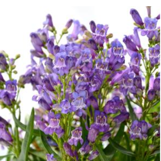 Penstemon barbatus 'Rock Candy Blue' #1