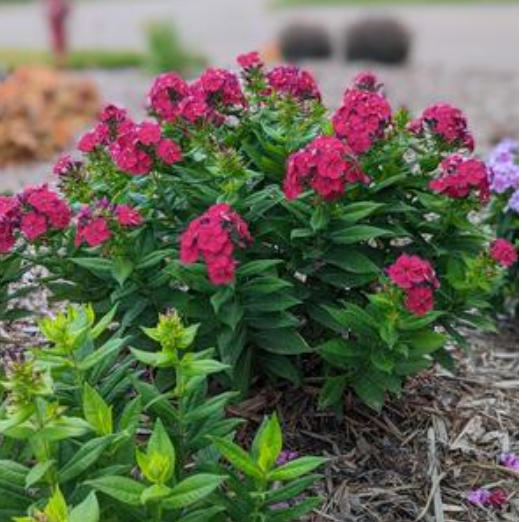 Phlox Dwarf 'Bambini Cherry Crush' #1