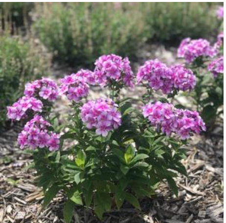 Phlox 'Bambini Lucky Lilac' #1