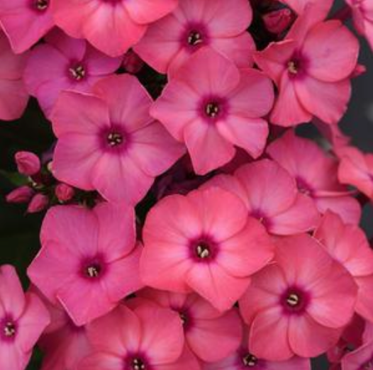 Phlox Medium Garden paniculata 'Super Ka-Pow Coral' #1