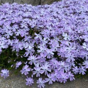 Phlox subulata 'Emerald Blue' #1