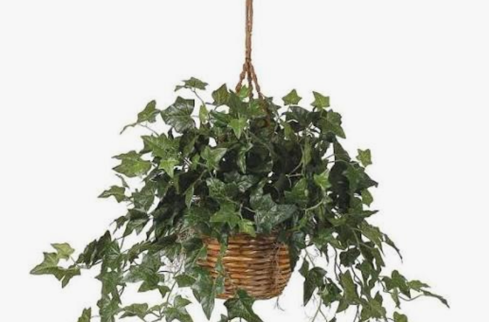 8" Swedish Ivy Hanging Basket