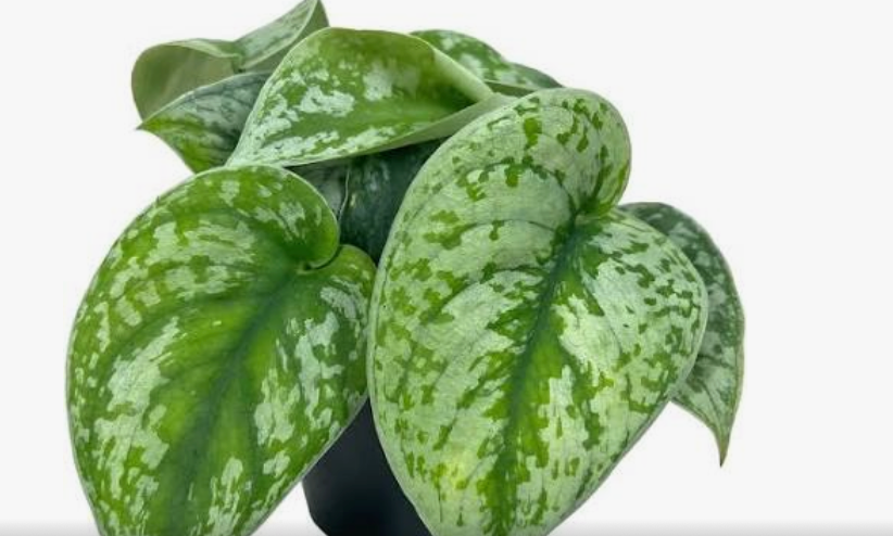 Pothos Scindapsus 4"