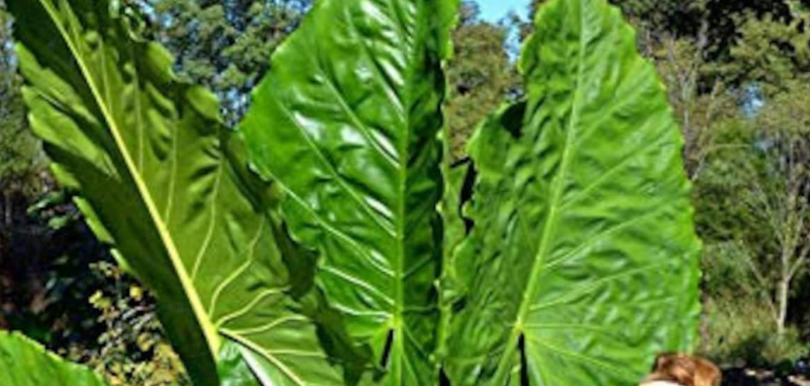Alocasia Borneo King 6"